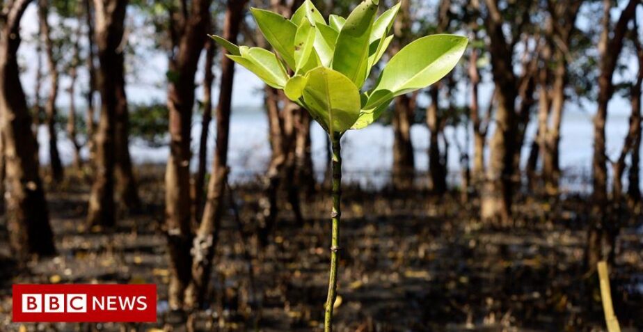 How phantom forests are used for greenwashing