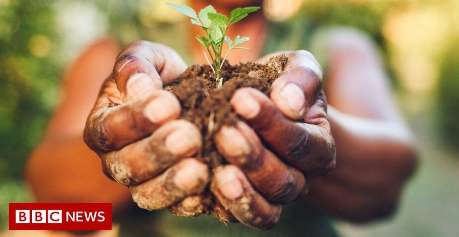 Future foods: What you could be eating by 2050